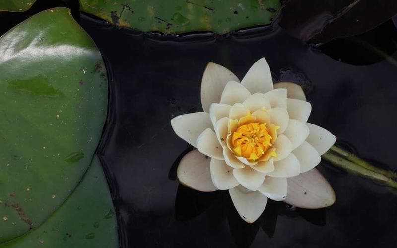 Silent Meditation Retreat — Rishikesh